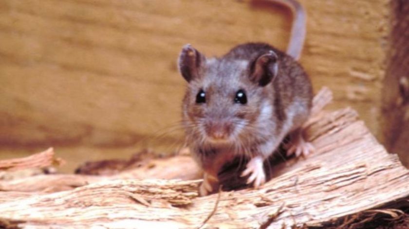 Rodeados, pero salvados: El hantavirus nunca llegó a La Pampa, pero el brote genera alerta, ¿tenemos al ratón colilargo?, ¿qué tipos de virus existen?, enterate acá