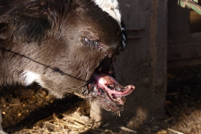 (Imágenes sensibles) Le comieron medio comedor: apareció un ternero mutilado vivo en un campo cerca de Realicó