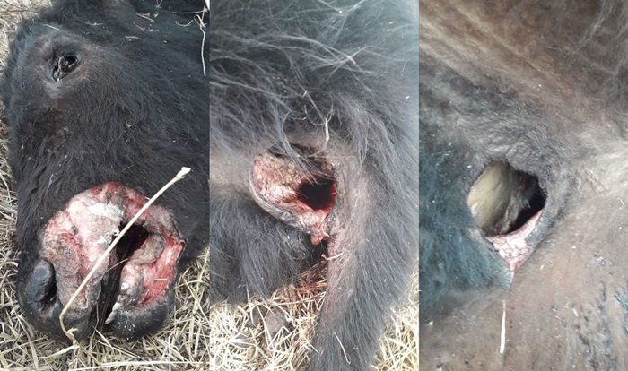 (+video) La vuelta del ratón hocicudo o un ataque alienígena, son las opciones: en un campos de Winifreda, aparecieron mutilados dos animales en 20 días