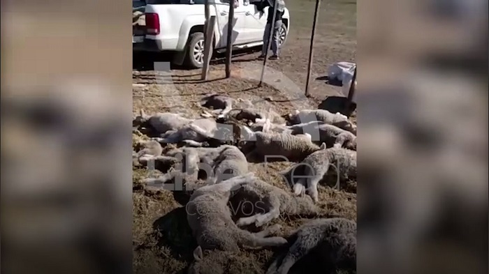 (Video) No aguantaron a Navidad: Un puma mató 34 corderos en un campo al sur de La Adela