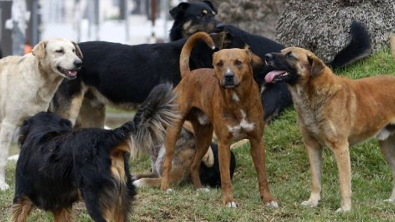 No me la CAN-tes: Una mujer fue atacada por 6 perros en General Pico