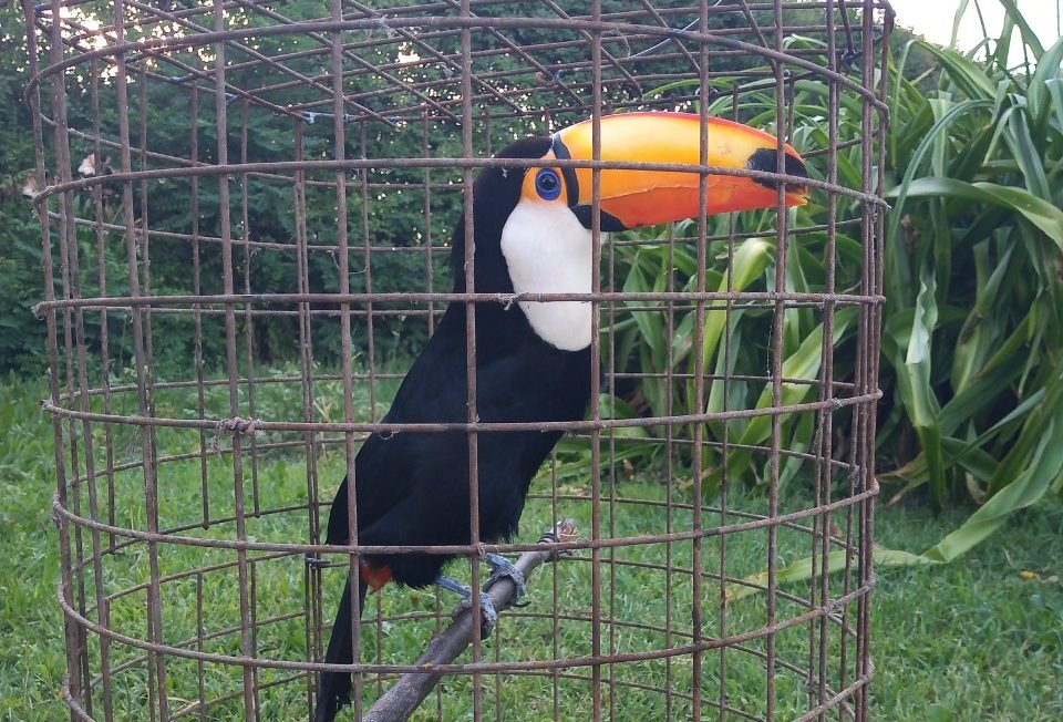 Devolvé los bichos, Noe: Desarticularon bandas que comerciaba animales de manera ilegal y las retornan a su hábitat natural