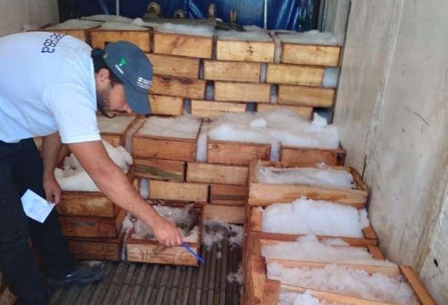 Nunca un atún: Decomisaron 660 kilos de pescado que iban de contrabando a Mendoza