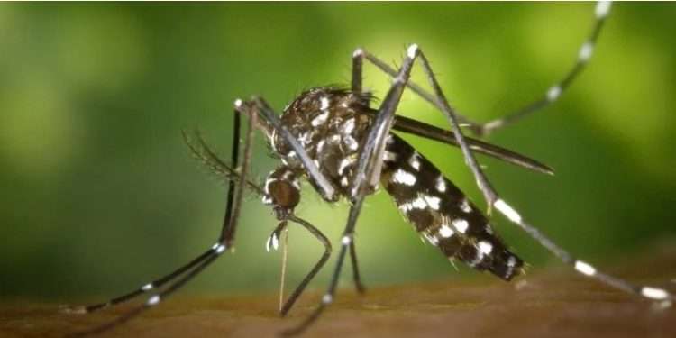 Ahora sí estalló el verano: El gobierno pampeano confirmó un caso de dengue en General Pico