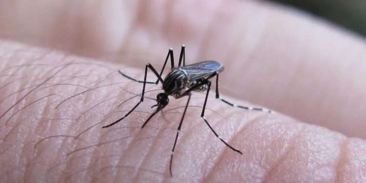 Confirman el primer caso de dengue en Santa Rosa: realizan control de foco en la zona céntrica