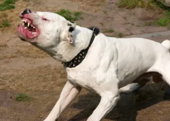 El animal tenía dos denuncias previas: Una perra Dogo mordió a un hombre de 70 años en una pierna