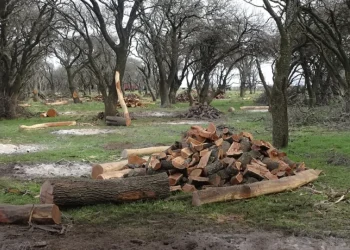 Escudo para el caldenal: La Corte aceptó el amparo de La Pampa contra el recorte de fondos de la Ley de Bosques